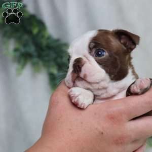Buster, Boston Terrier Puppy